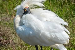 Spoonbill