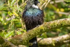 Fluffed up Tui