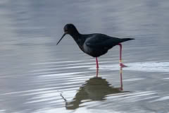 Black stilt