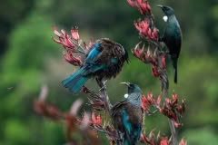 Tui feasting on flax