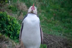 Yellow-eyed Penguin