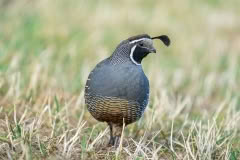 Quail