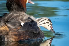 Grebe chick