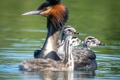 Grebe and chicks