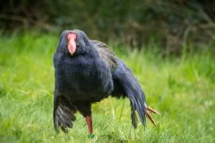 Takahe yoga