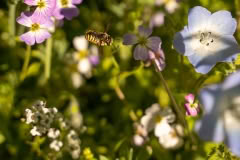 Bee and flower