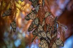 Butterflys in trees