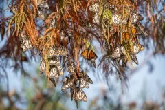 Monarchs in trees
