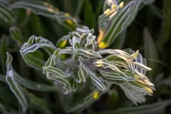 frosted lupin