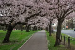 Spring, Hagley Park