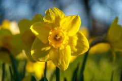 Daffodil