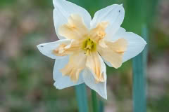 Daffodil