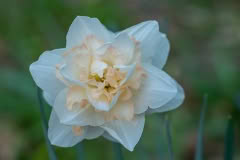Daffodil