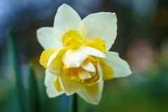 Daffodil