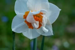 Daffodil