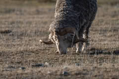 Hakatere, merino sheep