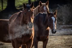 Hakatere, horses in. early cold