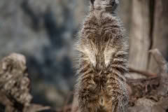 Orana Park Meerkat