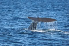whale watch