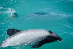 Hector Dolphin, Blackcat