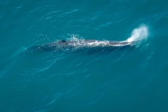 Whale watching from the air