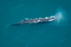 Whale watching from the air