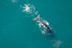 Whale watching from the air