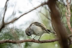 Birds_GoldenBay-12