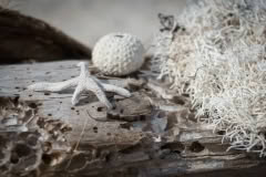 9.1468061829.1-beachcombing