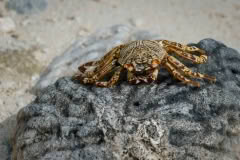 9.1468061829.beachcombing