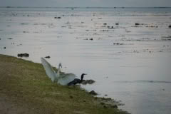 9.1468061829.black-and-white-heron