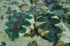 9.1468061829.marine-clams-growing-and-stone-fish