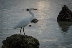 9.1468061829.white-heron