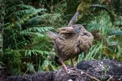 Day 2, Weka