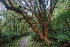 Day 3, Milford Track