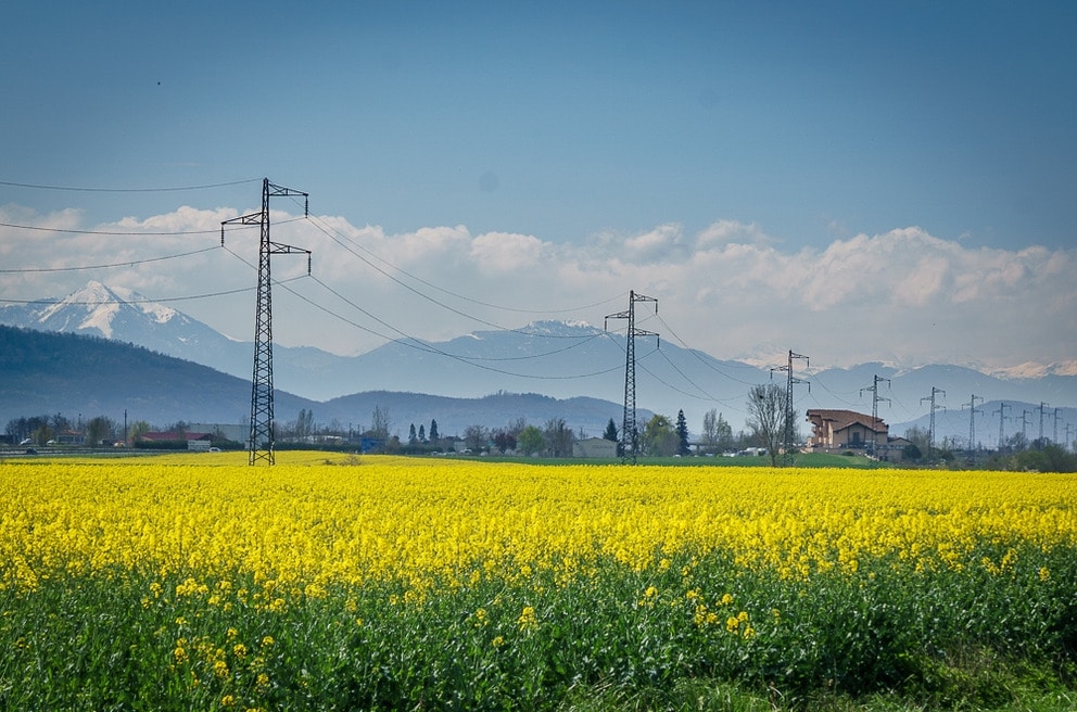 8.1495197190.fields-of-rapeseed