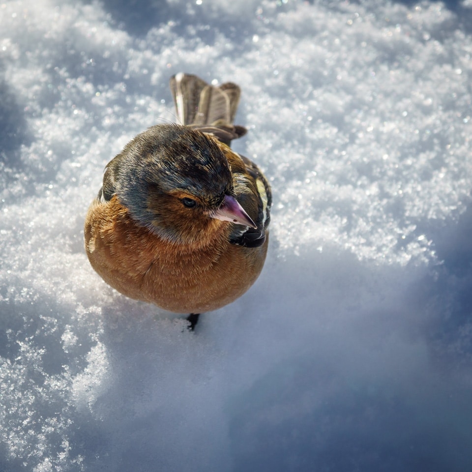 Hungry little visitor