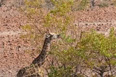 etosha-044