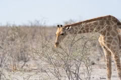 etosha-129