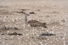 etosha-143