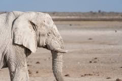 etosha-148