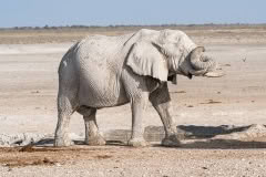 etosha-157