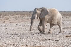 etosha-164