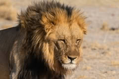 etosha-187