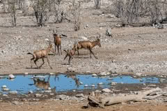 hartebeest playing