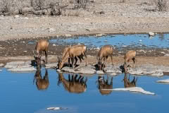hartebeest drinking