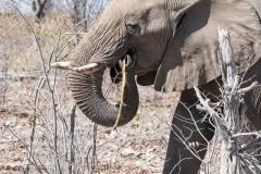 elephant eating