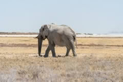 Etosha elephant