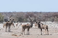 kudu males