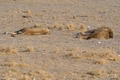 etosha-233
